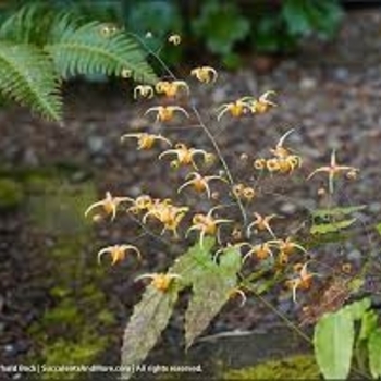 Epimedium 'Amber Queen' 