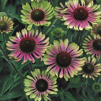 Echinacea purpurea 'Green Twister' 
