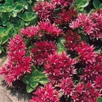 Sedum spurium 'Summer Glory' 