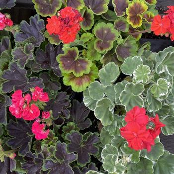 Pelargonium x hortorum 'Brocade Series' 