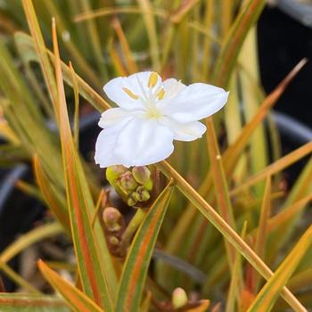 Libertia peregrinans