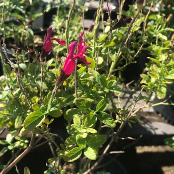 Salvia microphylla x greggii 'EGGBEN005' PP24151