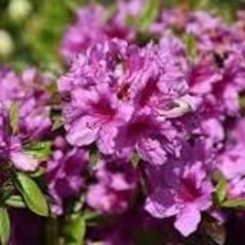 Rhododendron 'Purple Splendor' 