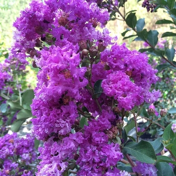 Lagerstroemia 'Powhatan' 