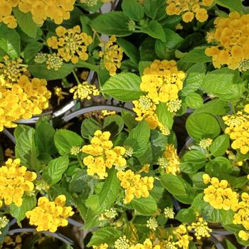 Lantana camara