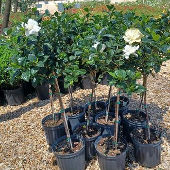 Gardenia jasminoides 'Aimee' 