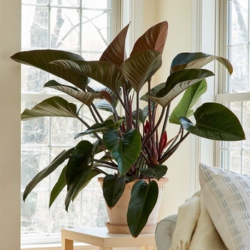 Philodendron 'Rojo Congo' PP14116