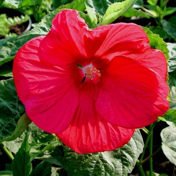 Hibiscus moscheutos 'Disco Belle Red' 