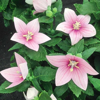 Platycodon grandiflorus 'Astra Double Pink' 