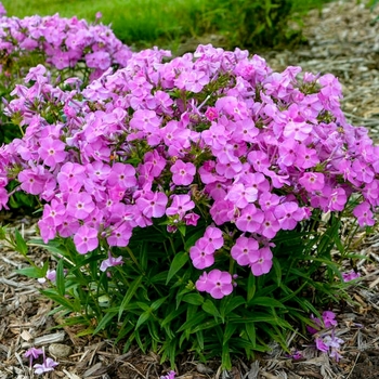 Phlox paniculata 'Baby Doll Pink' PP32025