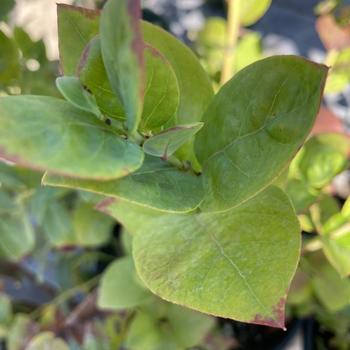 Vaccinium corymbosum 'Jubilee' 