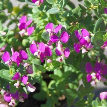 Polygala virgata 'Portola' 