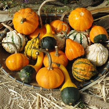 Cucurbita 'Autumn Wings' 