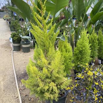 Cupressus macrocarpa 'Citriodora' 