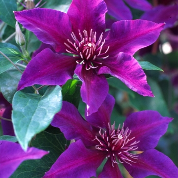 Clematis 'Evipo042' PP24172