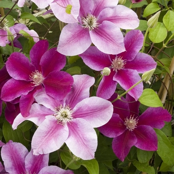 Clematis 'Killian Donahue' PP18913