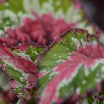 Begonia rex-cultorum Shadow King® 'Strawberry Sherbert'