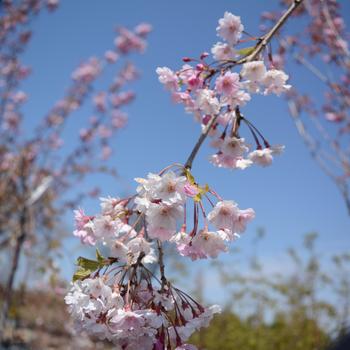 Prunus subhirtella var. pendula