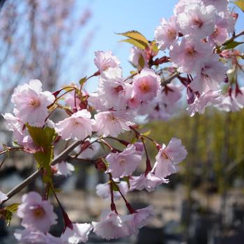 Prunus 'JFS-KW14' PP28248