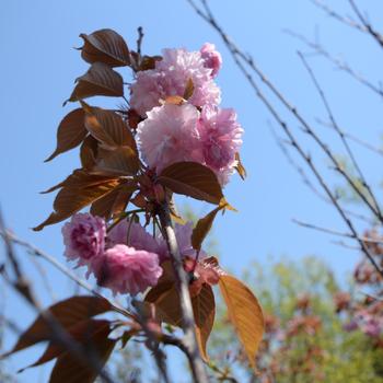 Prunus serrulata 'Kwanzan' 