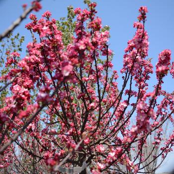 Malus 'Coralburst'