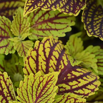 Coleus 'Venice Boulevard' 