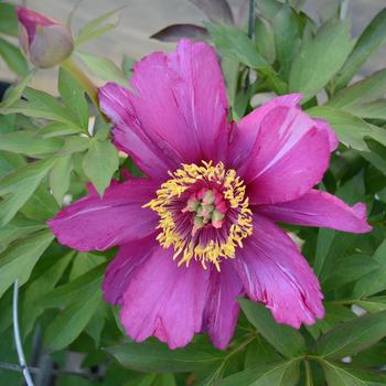 Paeonia 'Morning Lilac' 