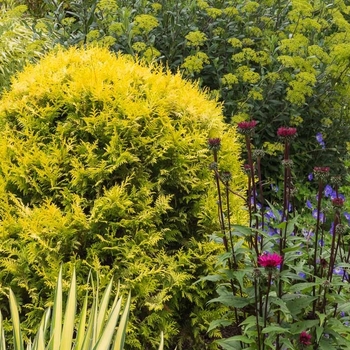 Chamaecyparis pisifera 'Vintage Gold' 