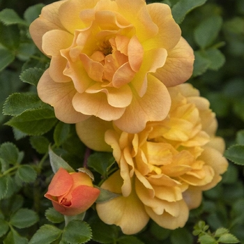 Rosa 'Meikapette' 