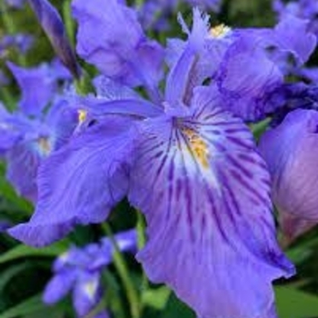 Iris ampliflora 'Ming Treasure' 