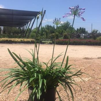 Agapanthus africanus