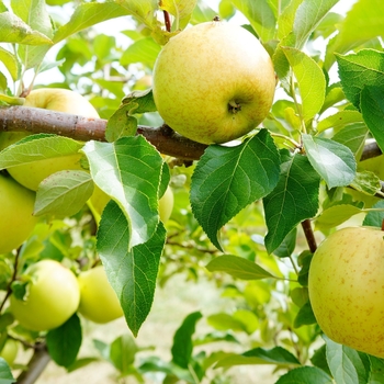 Malus pumila 'Honeygold' 