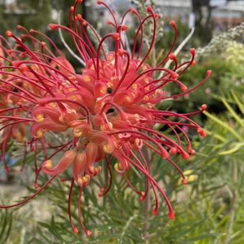 Grevillea 'Mason's Hybrid' 