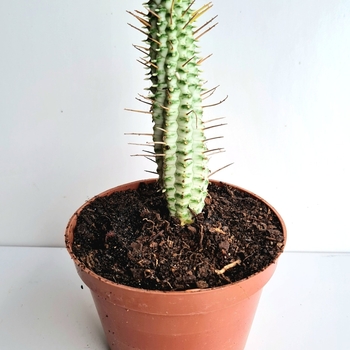 Euphorbia submammilaris