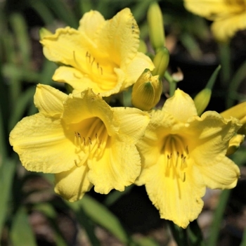 Hemerocallis 'Happy Returns' 