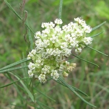 Asclepias verticillata