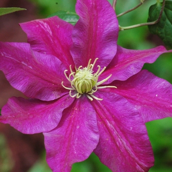 Clematis 'Sunset' 