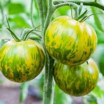 Lycopersicon esculentum 'Green Zebra' 