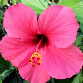 Hibiscus rosa-sinensis