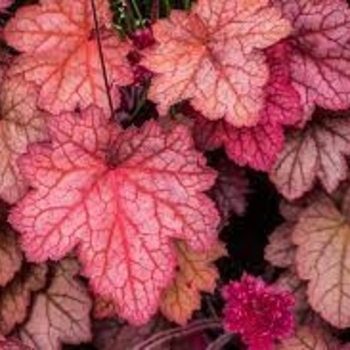 Heuchera 'Raspberry Sea' 