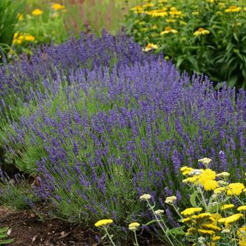 Lavandula angustifolia 'Hidcote Blue' 