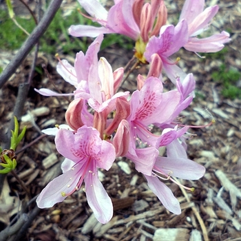 Rhododendron Northern Lights hybrid 'Orchid Lights' 