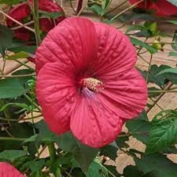 HIbiscus moscheutos 'G16124' 