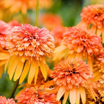 Echinacea 'Marmalade' PP22602