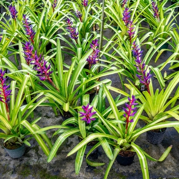 Aechmea 'America' 