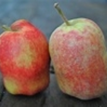 Malus domestica 'Anna' 