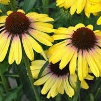 Echinacea 'Rainbow Marcella' PPAF