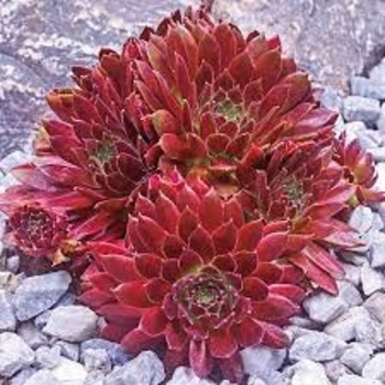 Sempervivum 'Red Rubin' 