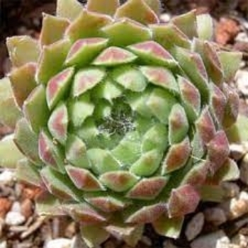 Sempervivum 'Spring Beauty' 