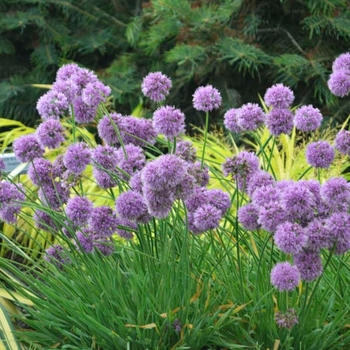 Allium 'Medusa' 